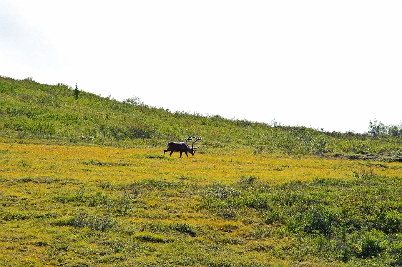 Alaska Wildlife-33.JPG